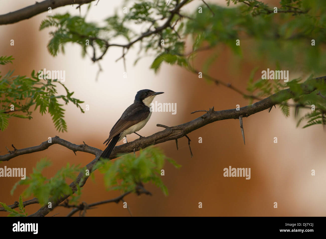 Restless Flycatcher perched in a tree at sunset Stock Photo