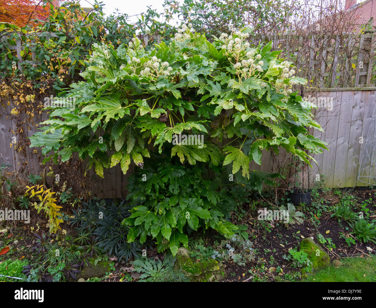 Fatsia japonica (Fatsi) or Japanese Aralia japonica flowering in England in late November 2013 Stock Photo