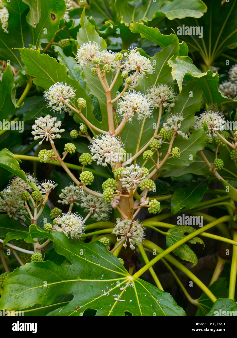 Fatsia japonica (Fatsi) or Japanese Aralia japonica flowering in England in late November 2013 flower detail Stock Photo