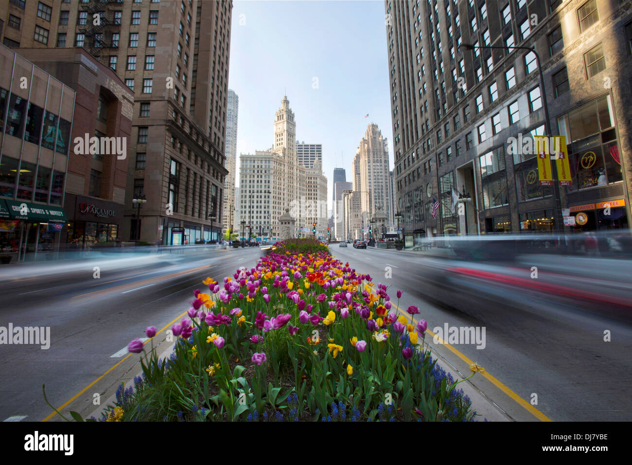 Spring tulips flowers Chicago loop downtown median traffic for tulip festival annual spring event in chicago illinois midwest Stock Photo