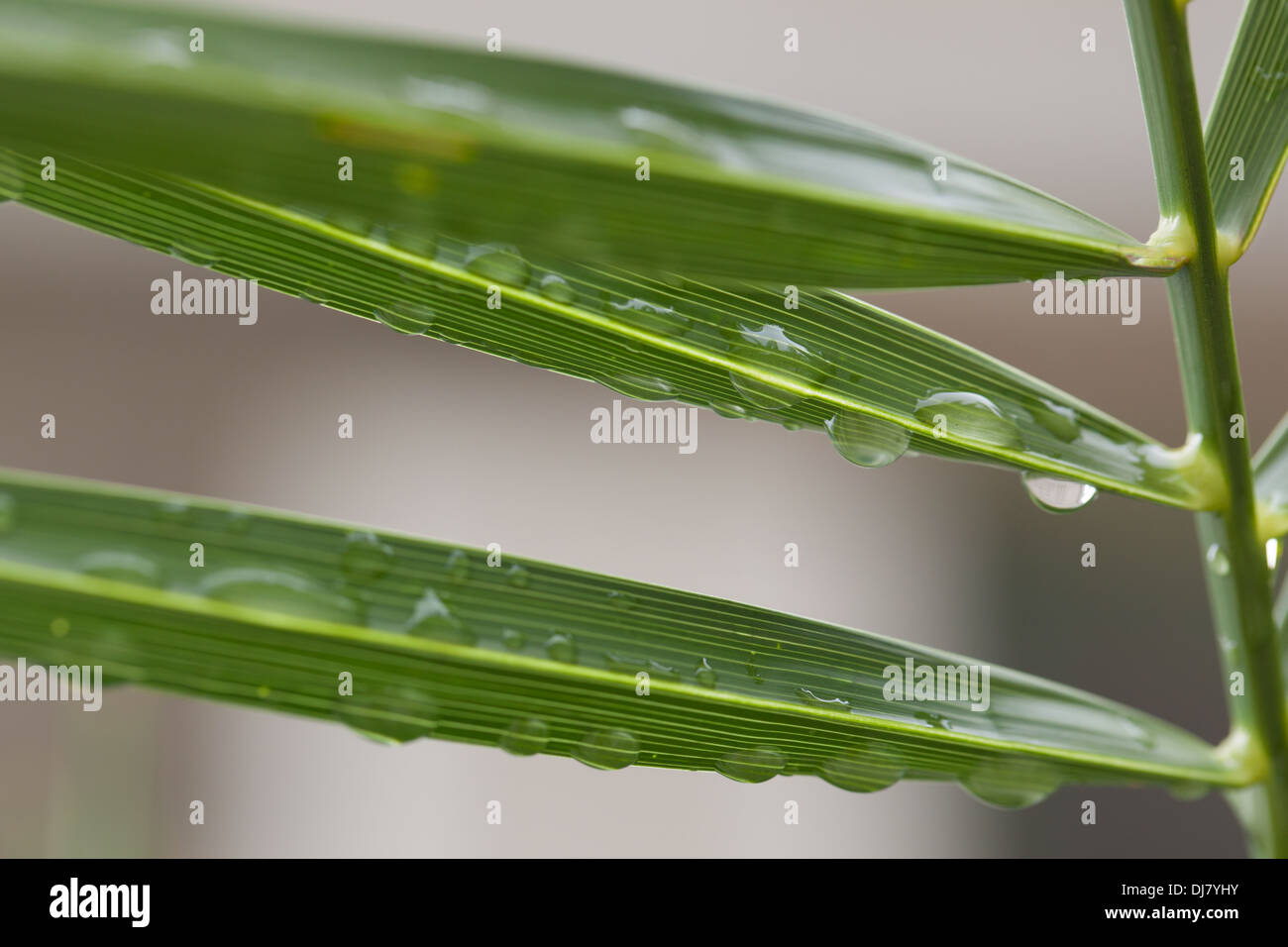 green leaf spikes with water beads Stock Photo