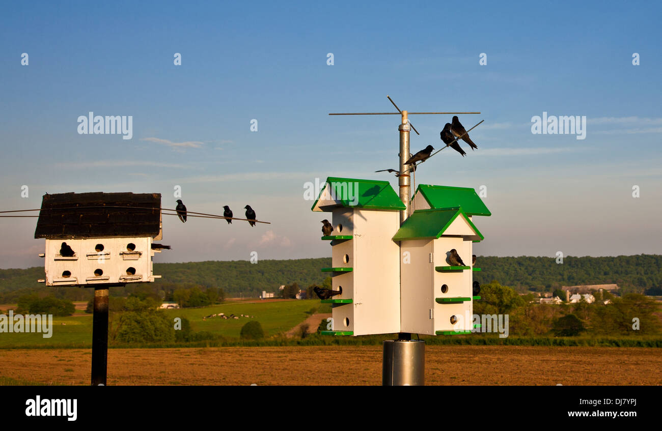 Purple Martins and birdhouses on an Amish farm in Lancaster County, Pennsylvania, USA, rural Martin bird house in wooden bird box, nest boxes Stock Photo