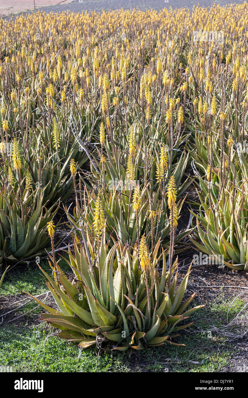 Aloe vera crop in flower, Lanzarote, Canary Islands, Spain Stock Photo -  Alamy
