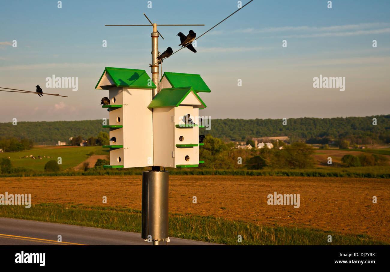 Purple Martins and birdhouses on an Amish farm in Lancaster County, Pennsylvania, Pa images, USA, United States, Amish farm, Spring birds, FS7.43 MB Stock Photo