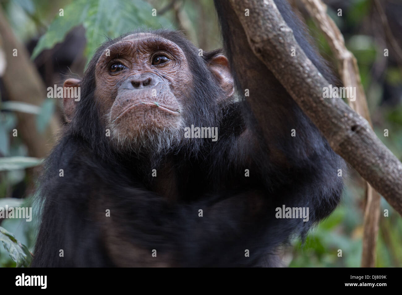 Eastern chimpanzee, Pan troglodytes schweinfurthii, young male resting in forest Stock Photo