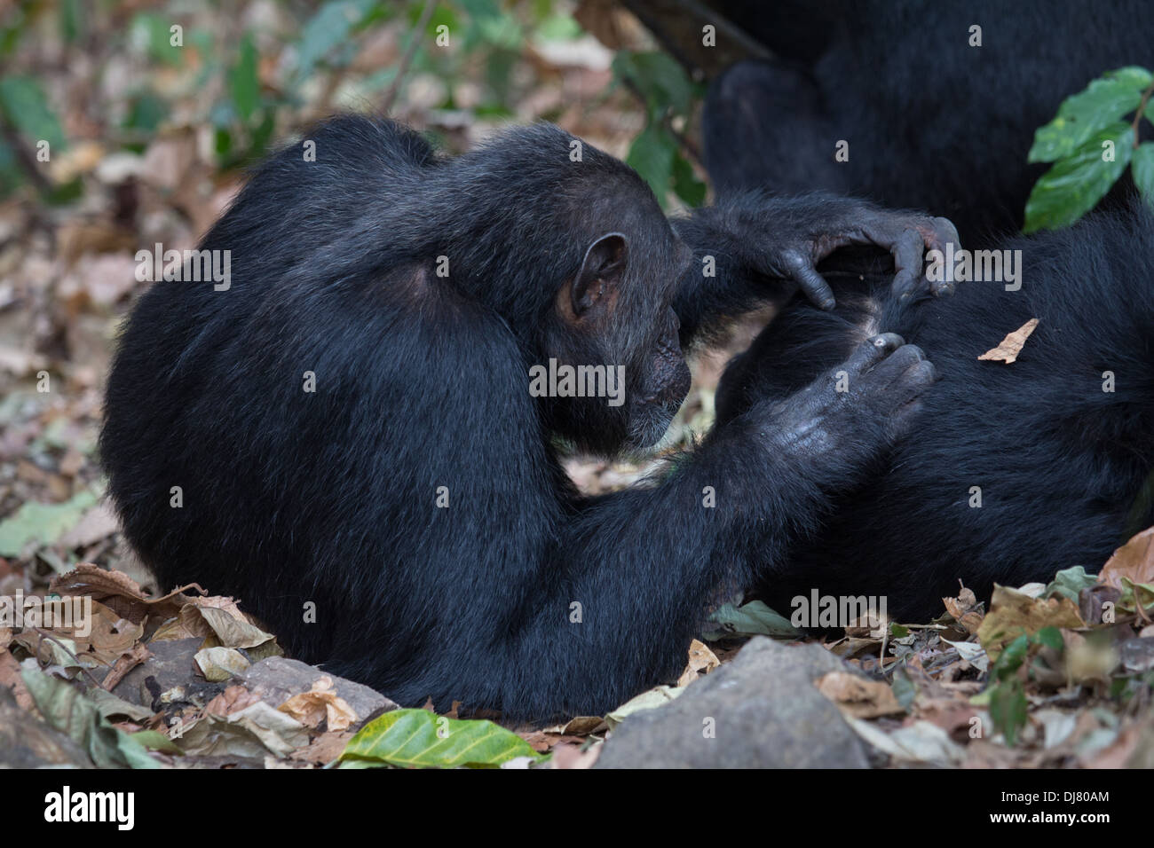 Eastern chimpanzee, Pan troglodytes schweinfurthii, during a grooming session Stock Photo