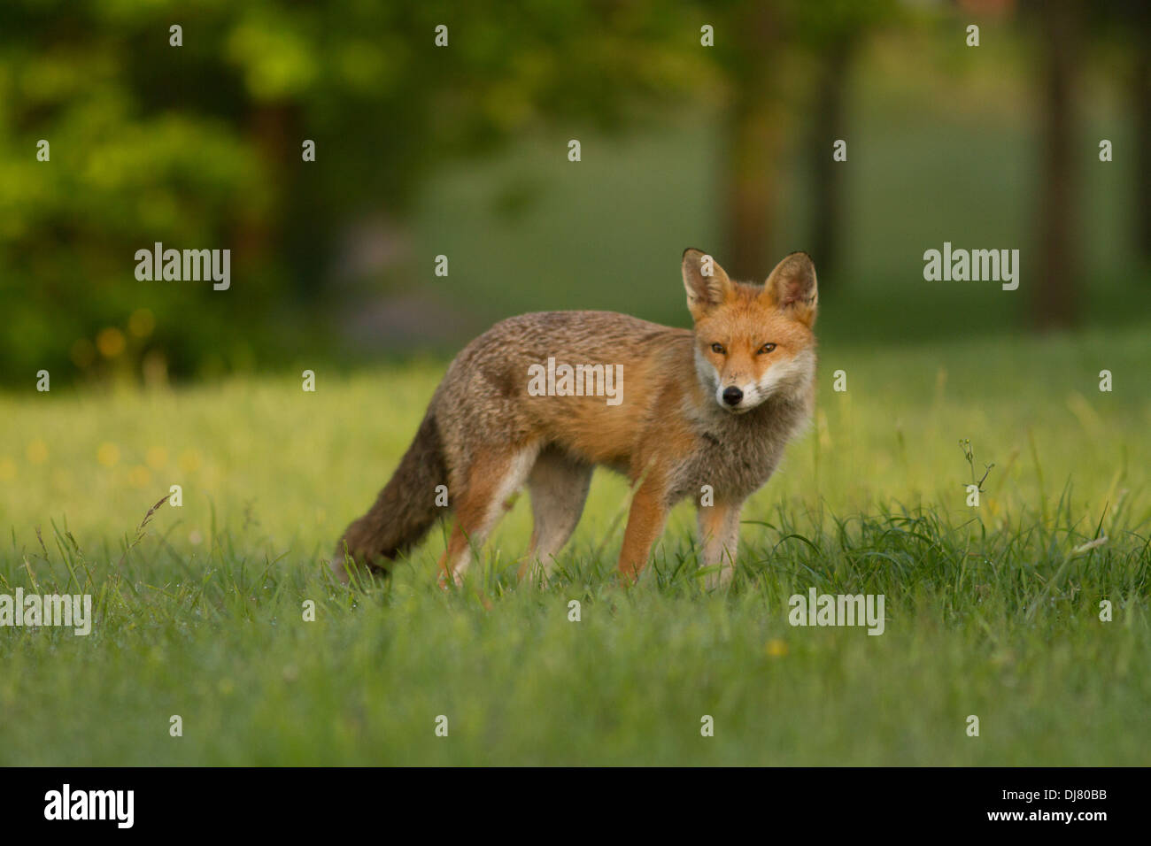 Urban red fox (vulpes vulpes). Glasgow. Scotland. United Kingdom. Europe Stock Photo