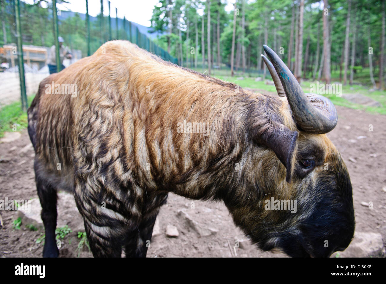 Takin,Bhutan's National Animal,cross between a cow and a Goat,Motithang Takin Reserve,Thimphu,Bhutan Stock Photo