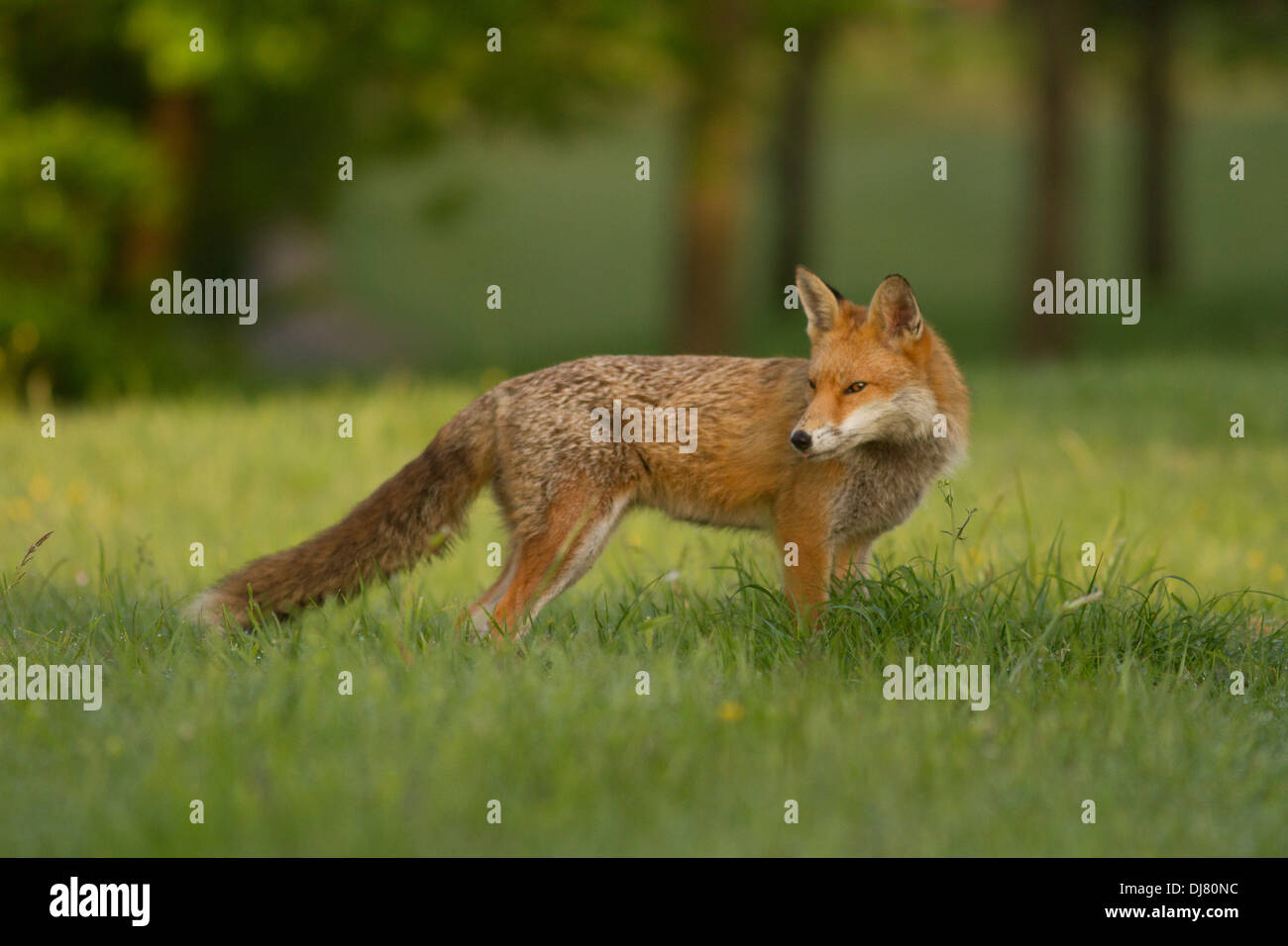 Urban red fox (vulpes vulpes). Glasgow. Scotland. United Kingdom. Europe Stock Photo