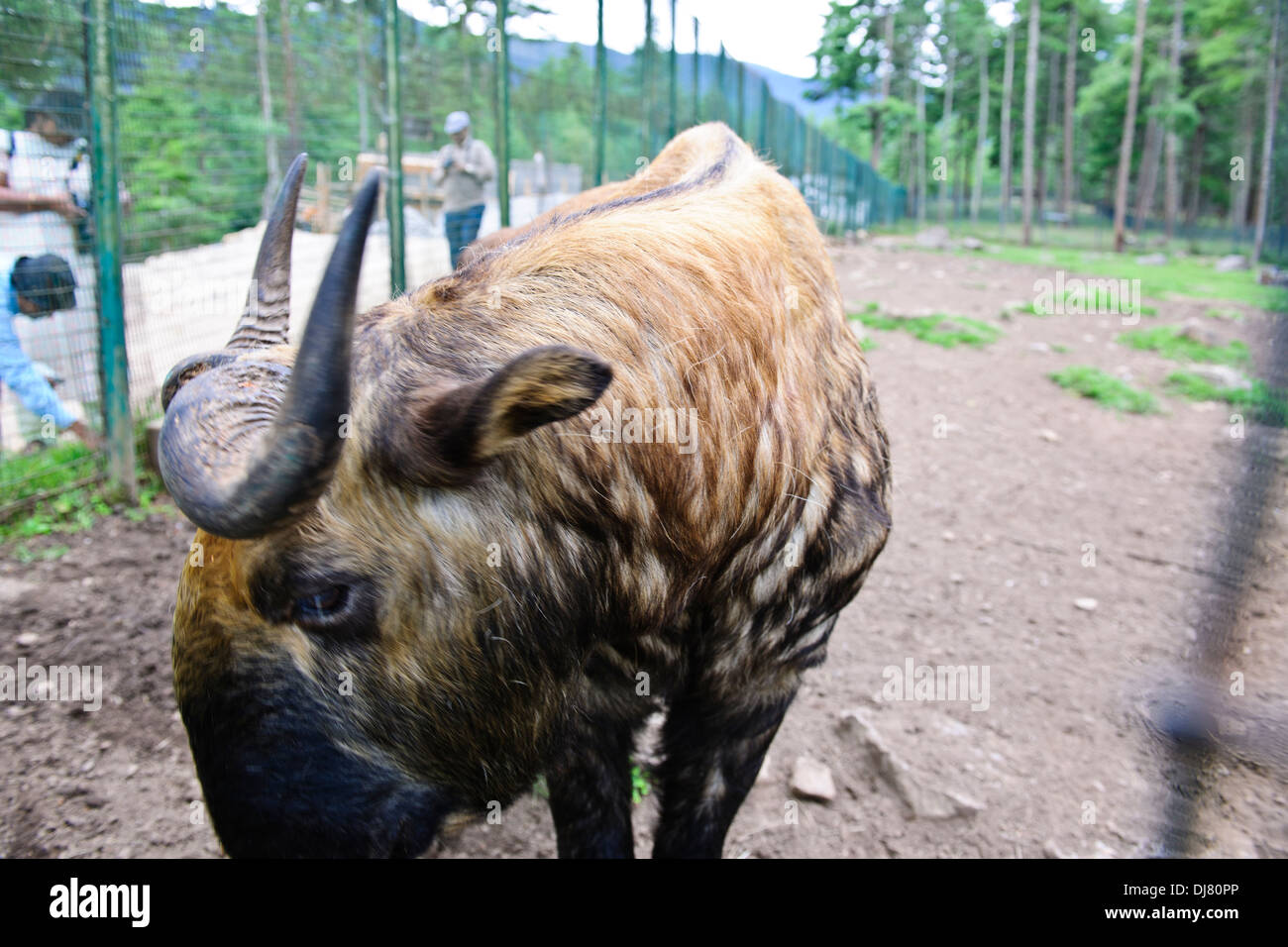 Takin,Bhutan's National Animal,cross between a cow and a Goat,Motithang Takin Reserve,Thimphu,Bhutan Stock Photo