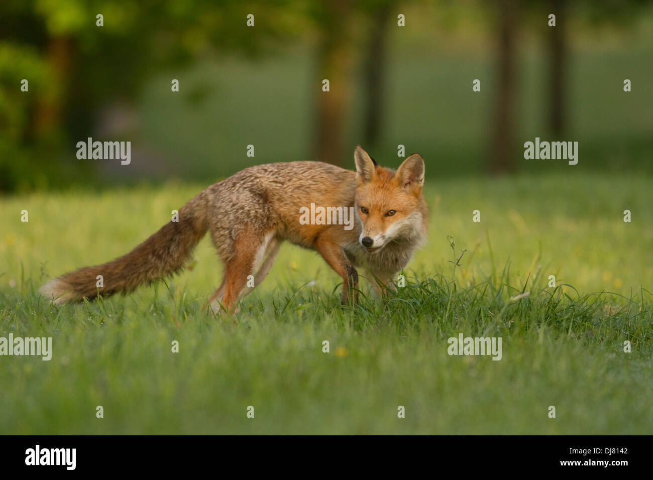 Urban red fox (vulpes vulpes). Glasgow. Scotland. United Kingdom. Europe Stock Photo