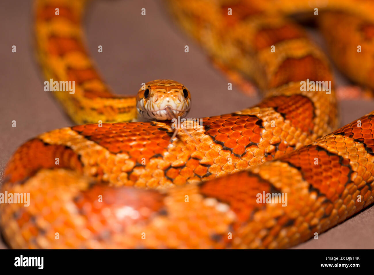 Snakes of louisiana hires stock photography and images Alamy