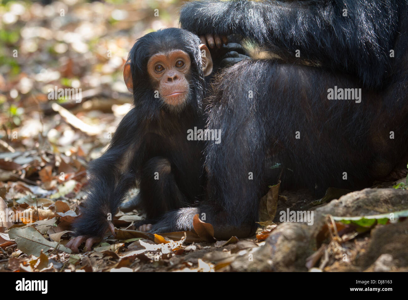 Infant chimp at Gombe Stream National Park, Tanzania Stock Photo