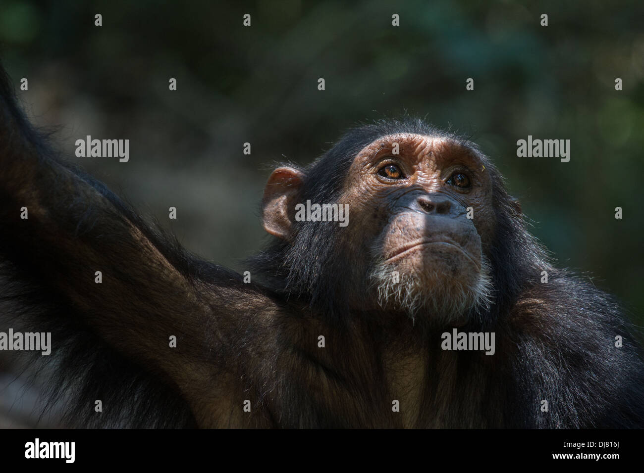 Portrait of Tarzan, a young male Eastern chimpanzee at Gombe Stream National Park, Tanzania Stock Photo
