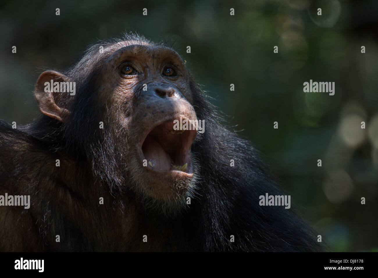 Portrait of a young male Eastern chimpanzee at Gombe Stream National Park, Tanzania Stock Photo
