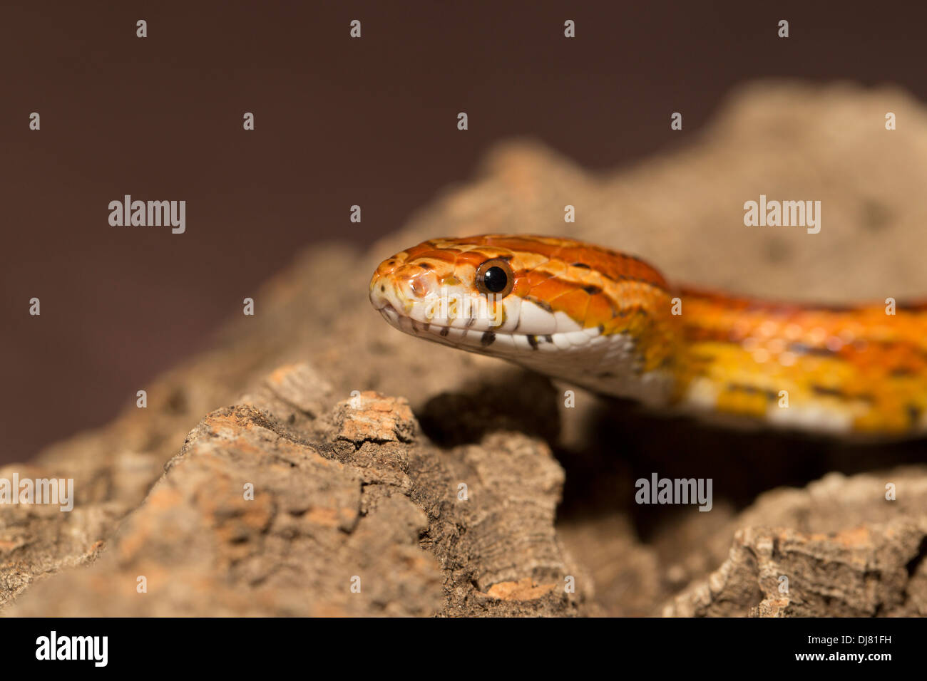 Snakes of louisiana hires stock photography and images Alamy