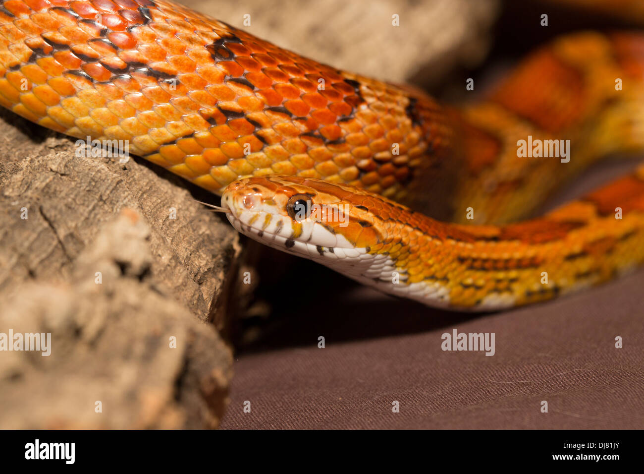 Snakes of louisiana hires stock photography and images Alamy