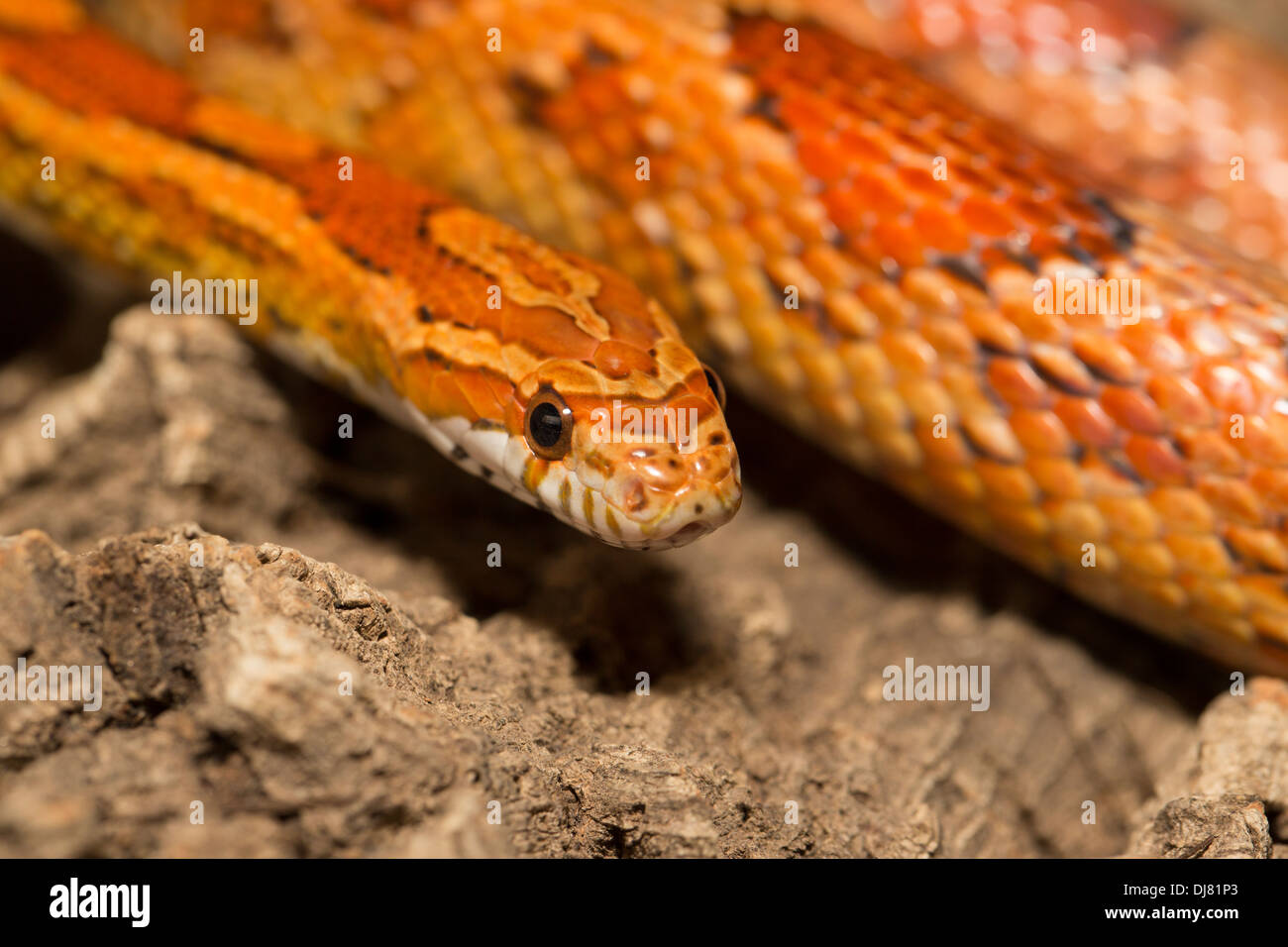 Snakes of louisiana hires stock photography and images Alamy