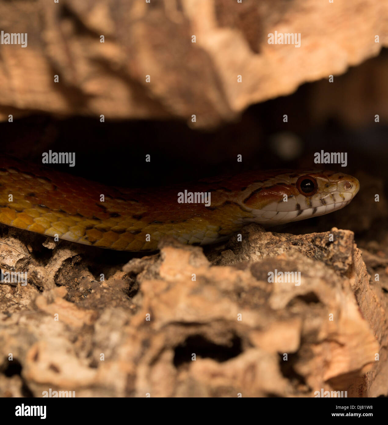 Snakes of louisiana hires stock photography and images Alamy