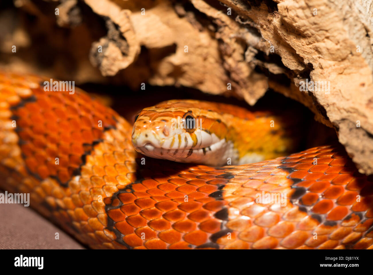 Snakes of louisiana hires stock photography and images Alamy