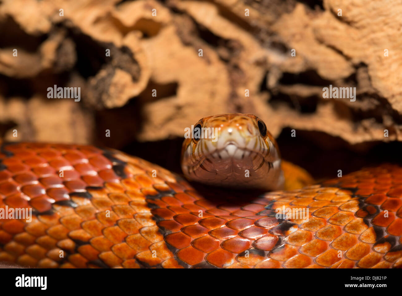 Snakes of louisiana hires stock photography and images Alamy