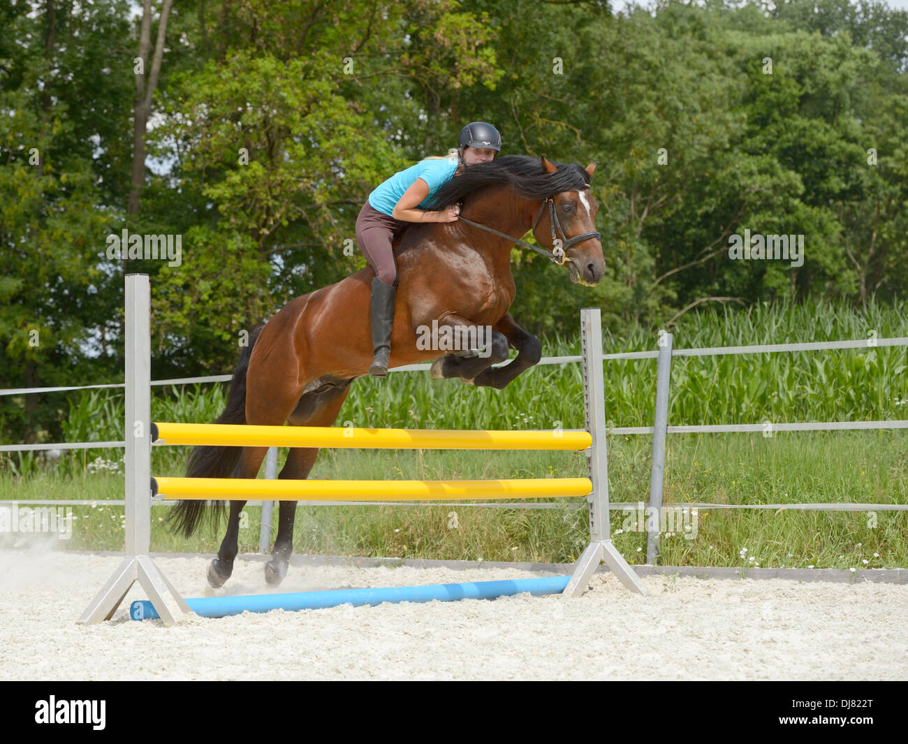 Young woman riding bareback on a Connemara pony stallion jumping over a fence Stock Photo