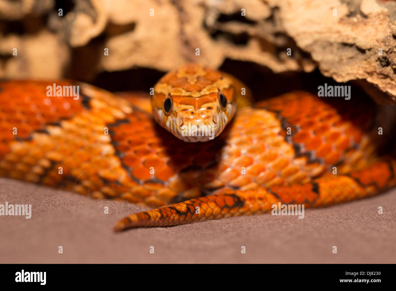 Snakes of louisiana hires stock photography and images Alamy