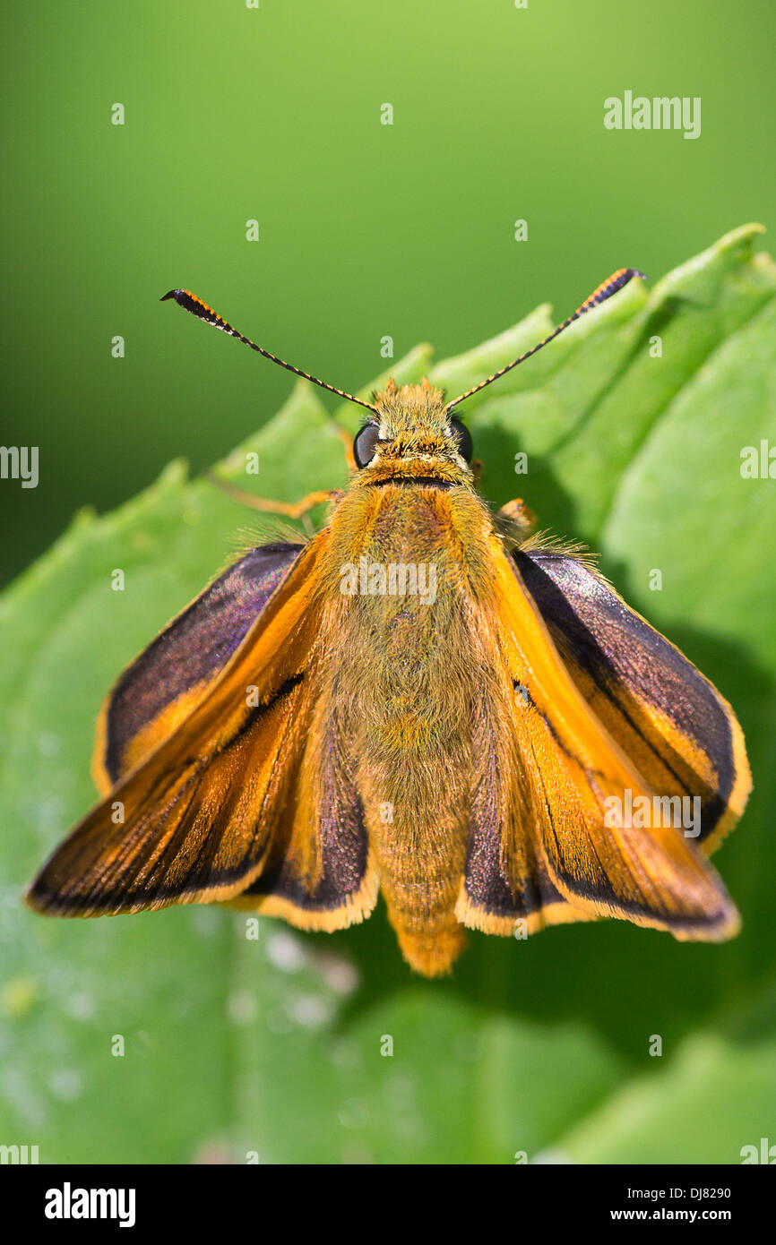 A Large Skipper butterfly (Ochlodes faunus), basking in summer sun at La Breole in the French Alps Stock Photo