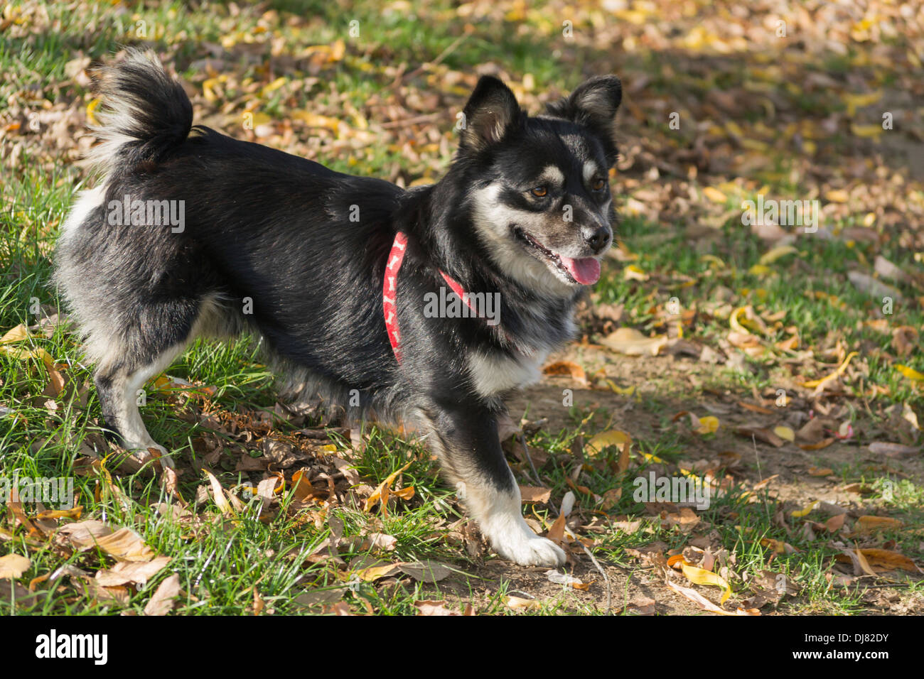 Shiba inu store papillon mix