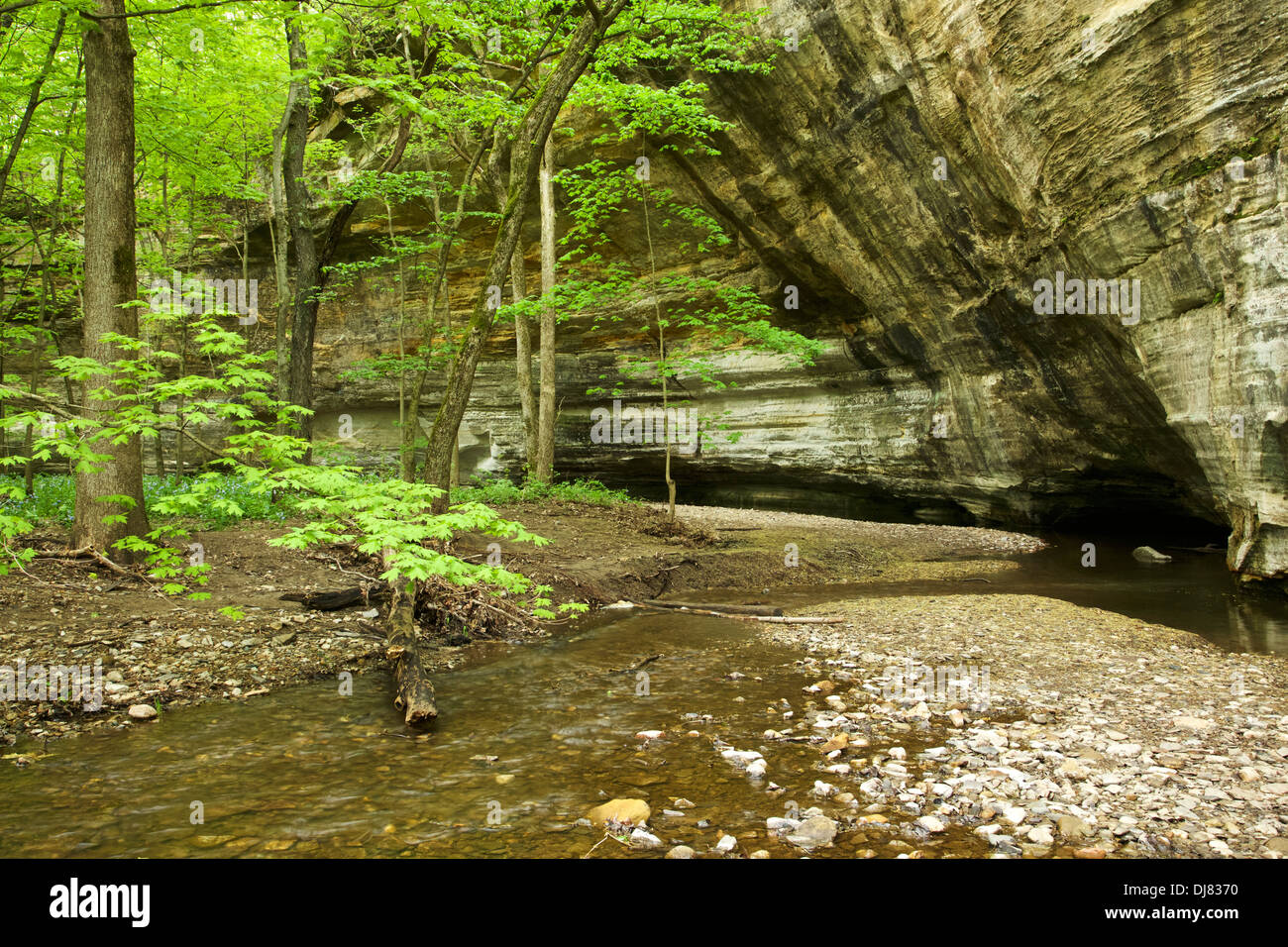 Illinois Canyon Starved Rock State - Illinois Canyon Starved Rock State Park Illinois DJ8370