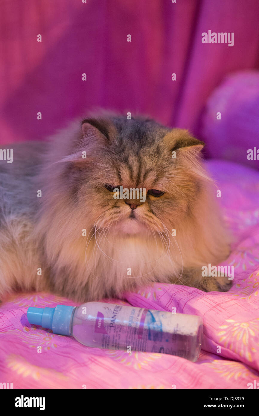 Persian cat. Supreme Cat Show at the National Exhibition Centre in Birmingham, England, UK. Stock Photo