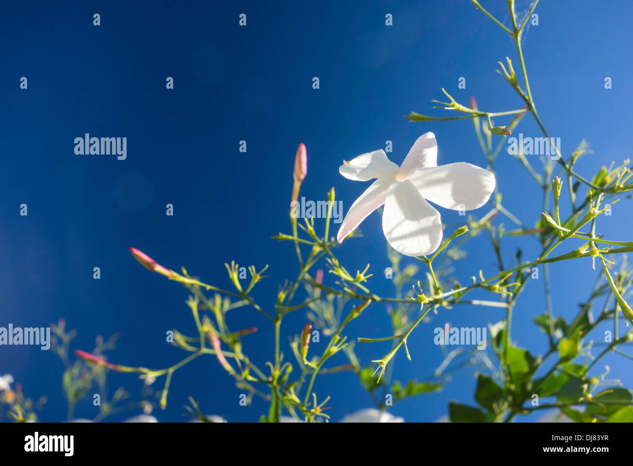 Jasmine flowers in bloom in Spain Stock Photo Alamy