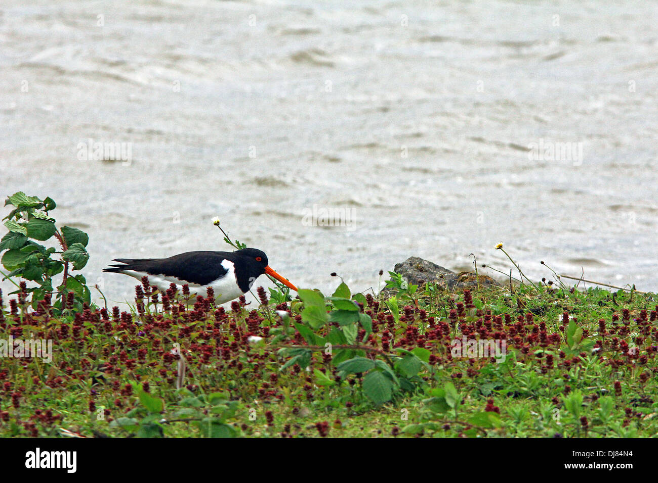 Oyster catcher Stock Photo
