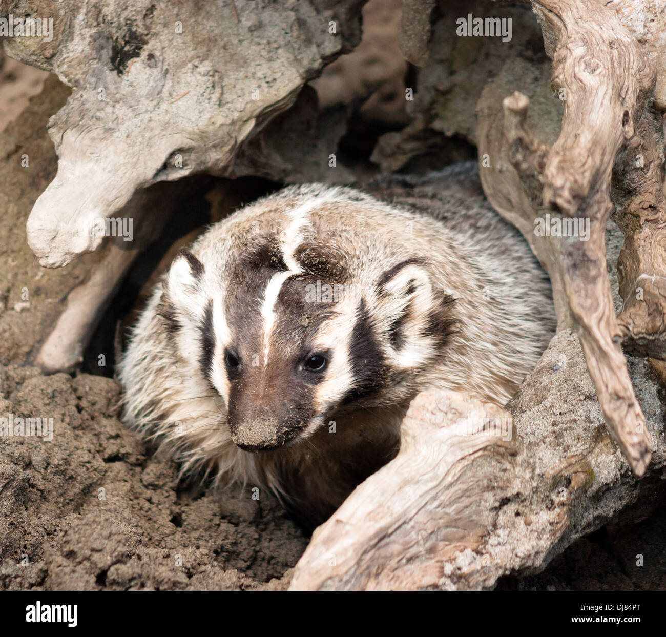 badger; wildlife; animal; american badger; closeup; nature; outdoors; wild; isolated; mammal; forest; funny; fauna; predator; Stock Photo