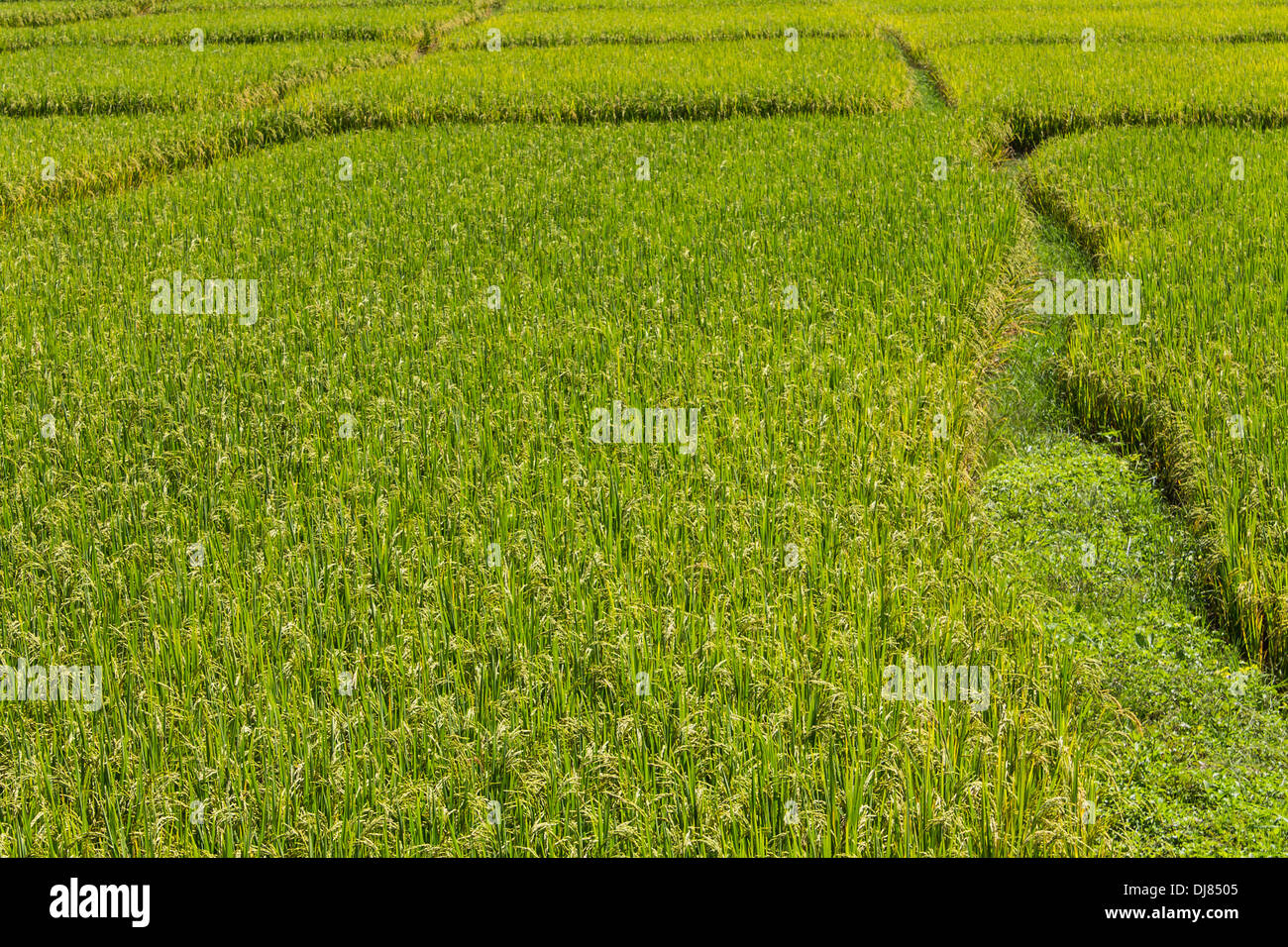Path Through the Rice Fields Stock Photo