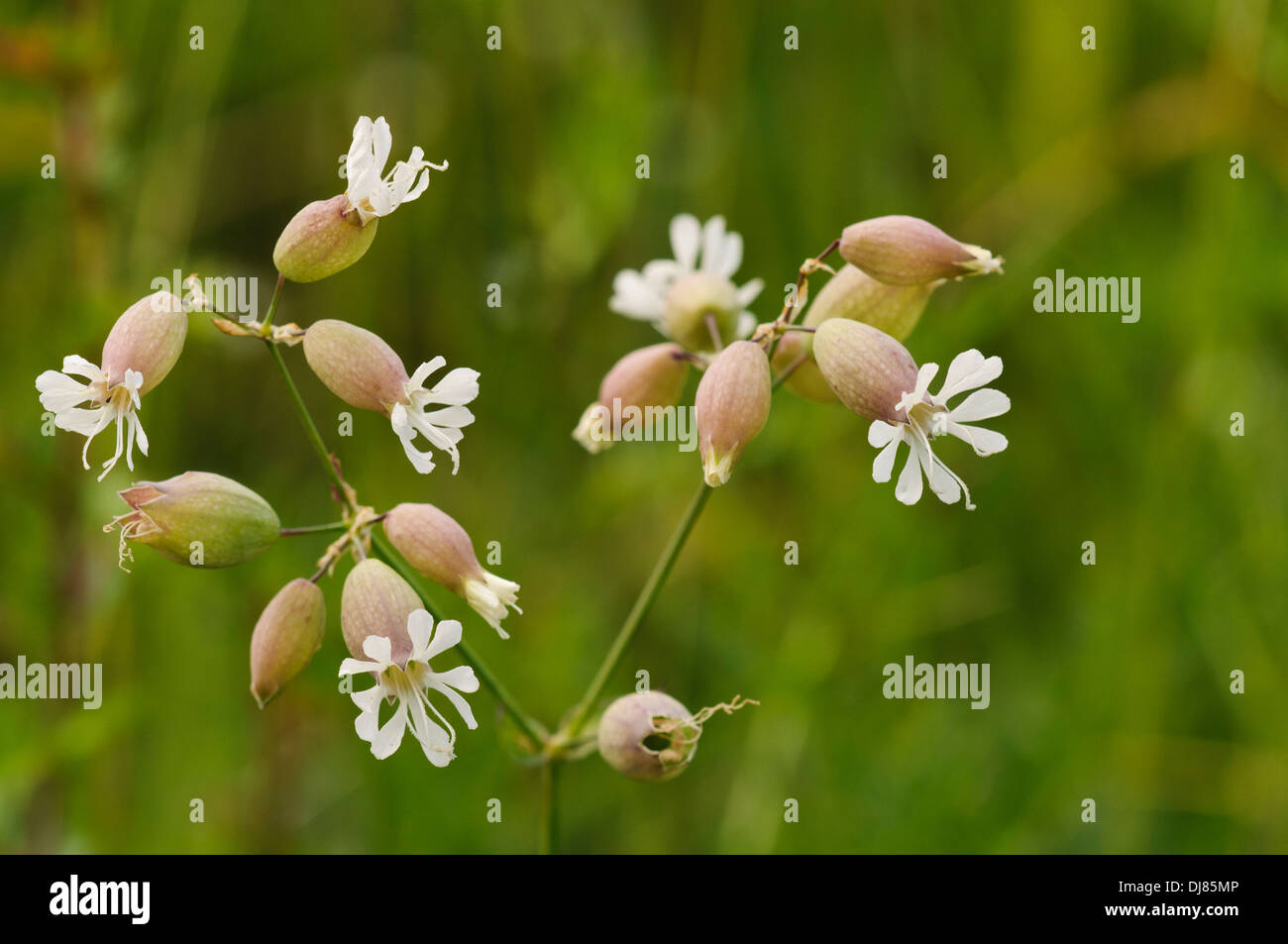 Flowers of bladder campion (Silene vulgaris) with its inflated calices,  growing at Ivinghoe Beacon, Buckinghamshire. June Stock Photo - Alamy