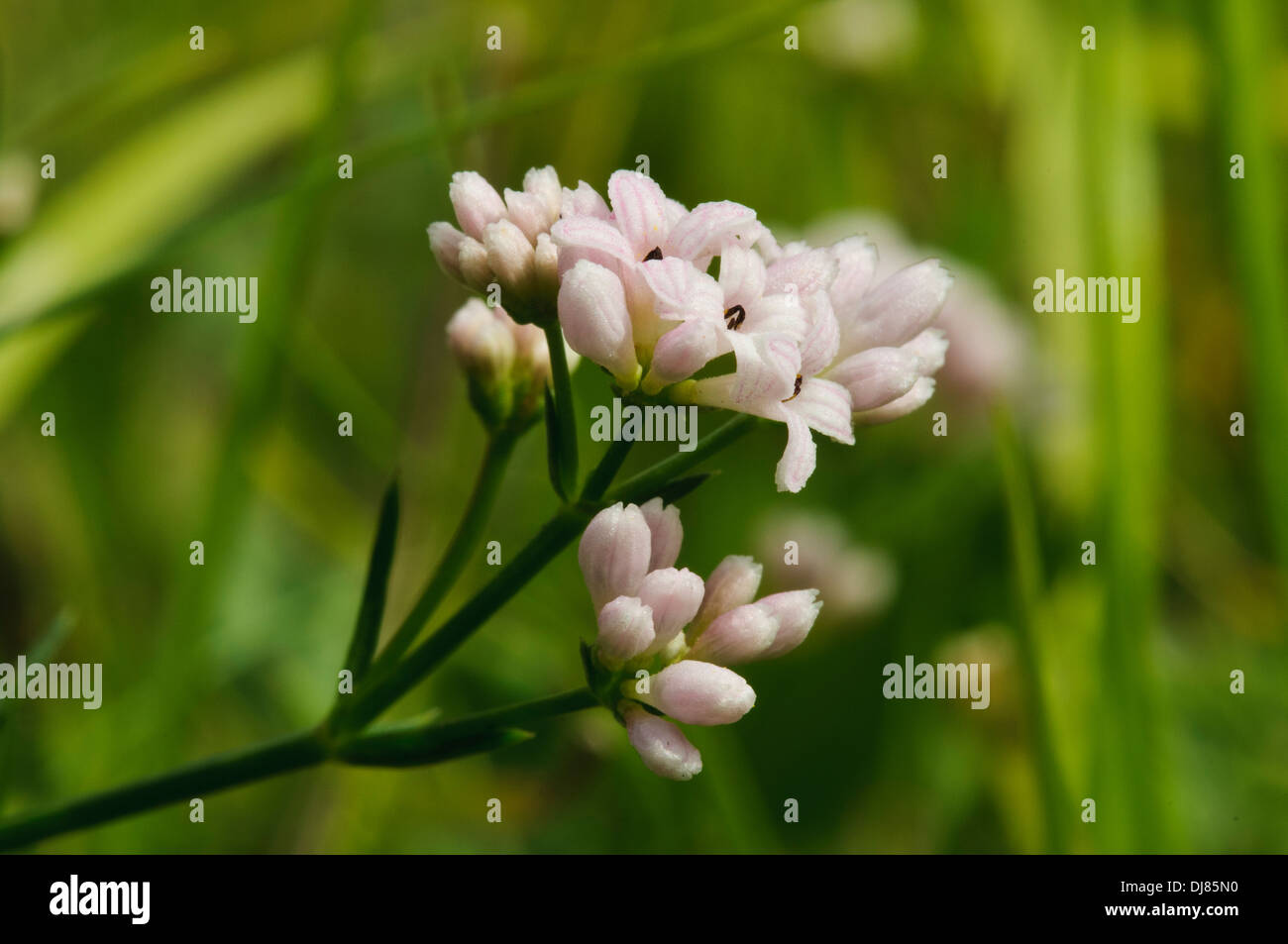 A close-up of the miniscule flower-heads of squinancywort (Asperula cynanchica) growing amongst grass at Ivinghoe Beacon Stock Photo