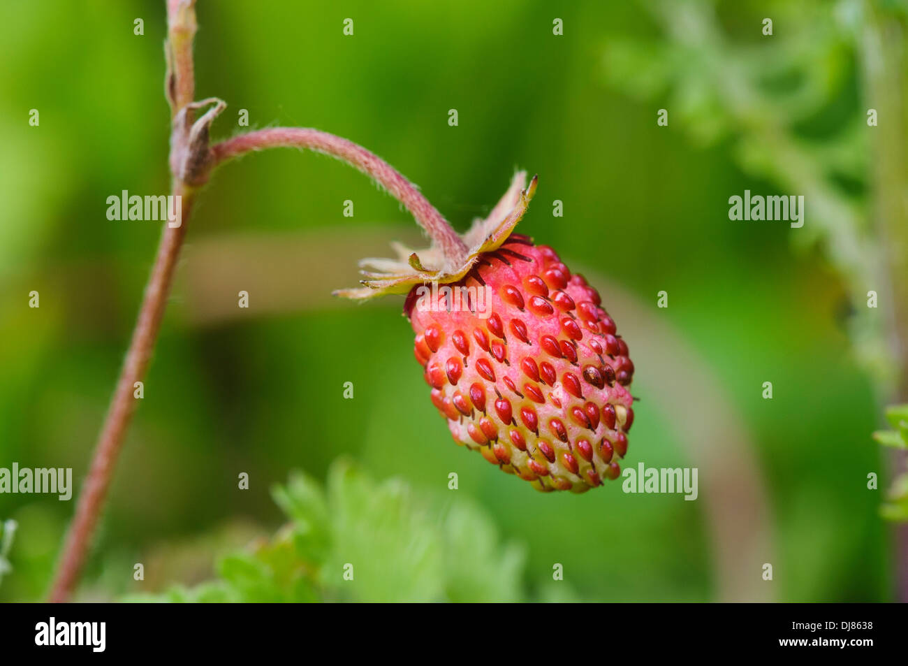 A fruit of wild strawberry (Fragaria vesca) growing at College Lake nature reserve, Buckinghamshire. june. Stock Photo