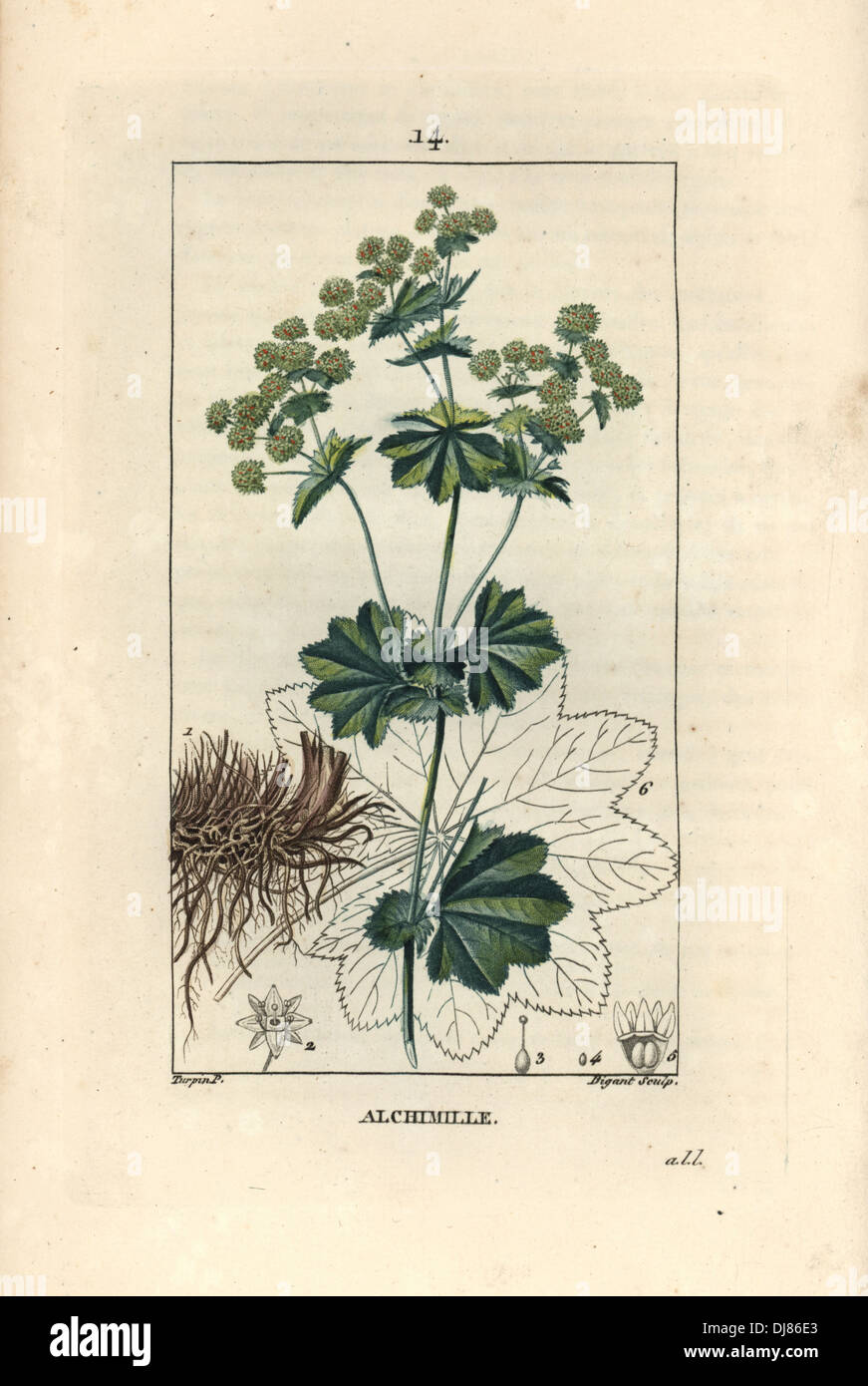 Lady's mantle, Alchemilla vulgaris. Stock Photo