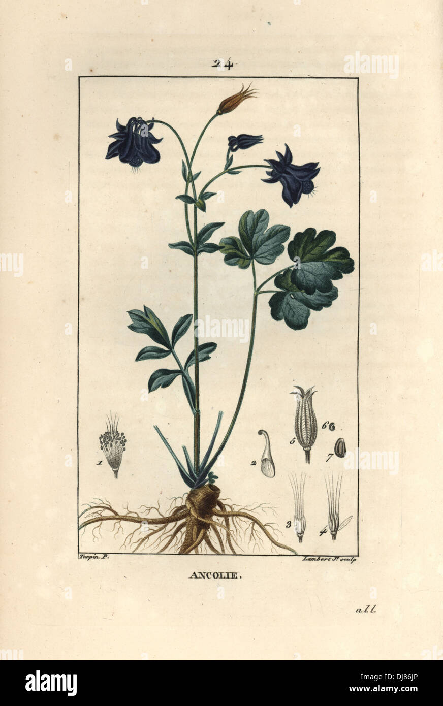 Columbine, Aquilegia vulgaris, showing flower, leaf and root. Stock Photo