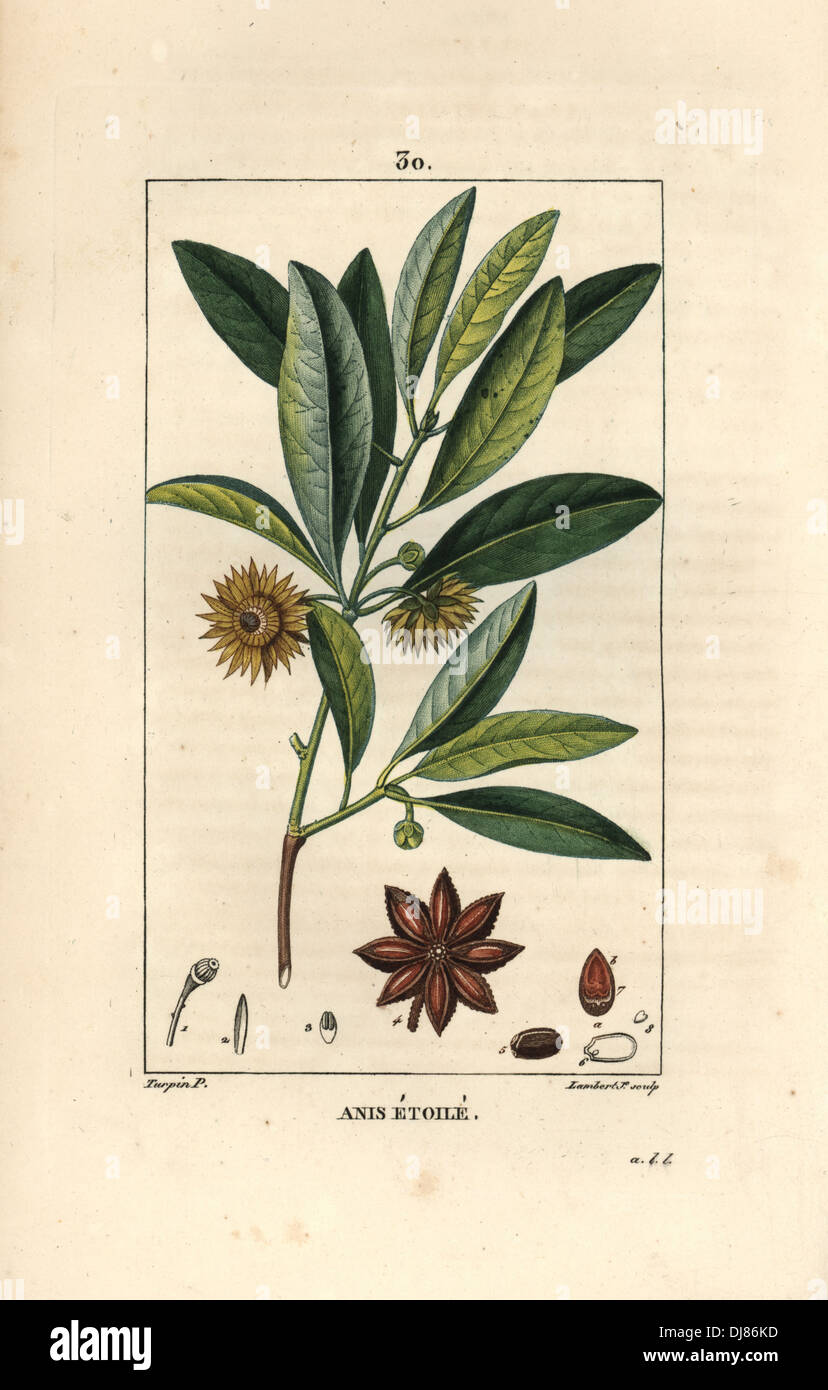 Chinese star anise or star aniseed, Illicium verum. Stock Photo