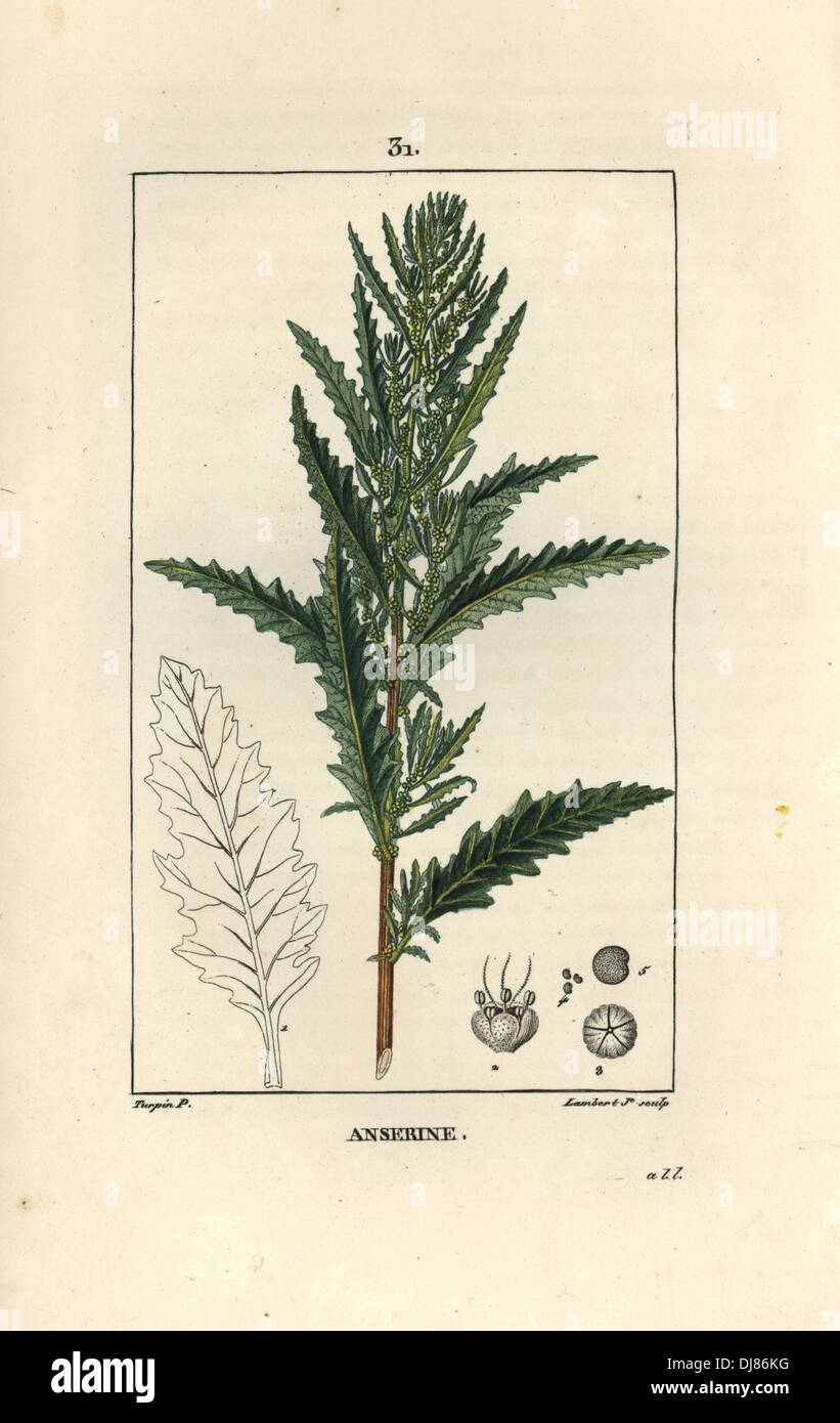 Shrubby goosefoot or American wormseed, Dysphania anthelmintica. Stock Photo