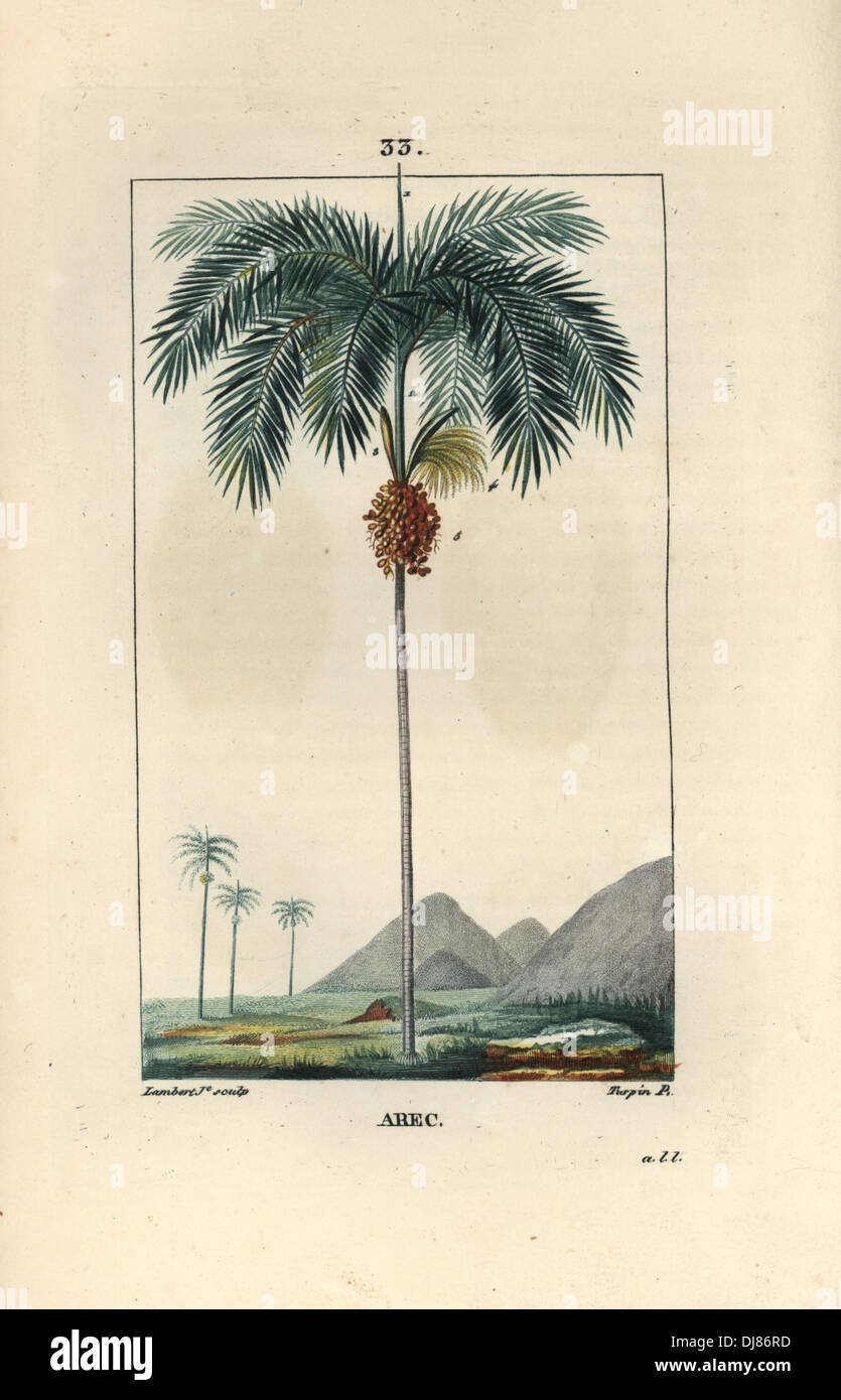 Areca palm tree, Areca cathecu, or areca nut betel palm. Stock Photo