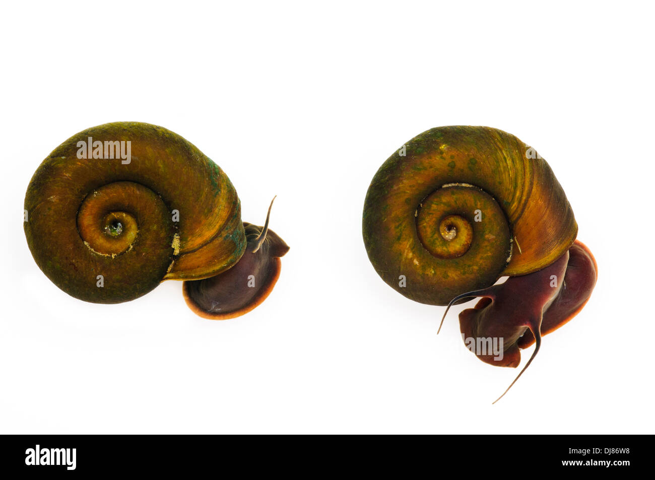 Two aquatic ramshorn snails (Planorbis planorbis) at Wat Tyler Country Park, Essex. July. Stock Photo