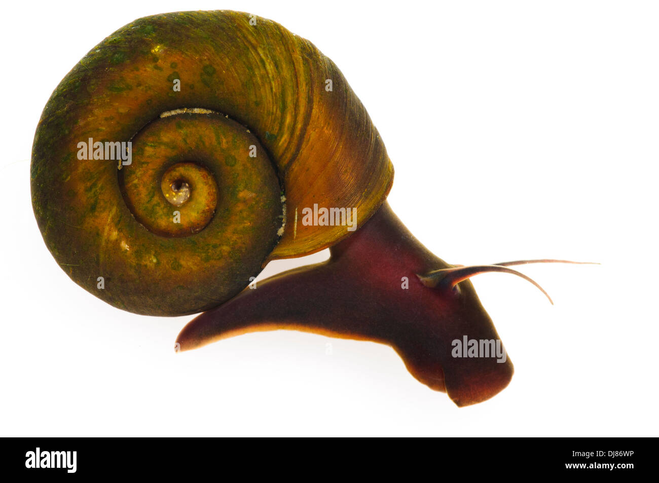 An aquatic ramshorn snail (Planorbis planorbis) at Wat Tyler Country Park, Essex. July. Stock Photo