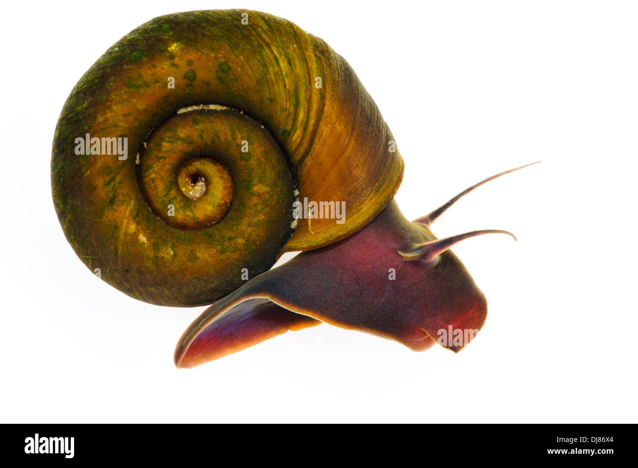 An aquatic ramshorn snail (Planorbis planorbis) at Wat Tyler Country Park, Essex. July. Stock Photo