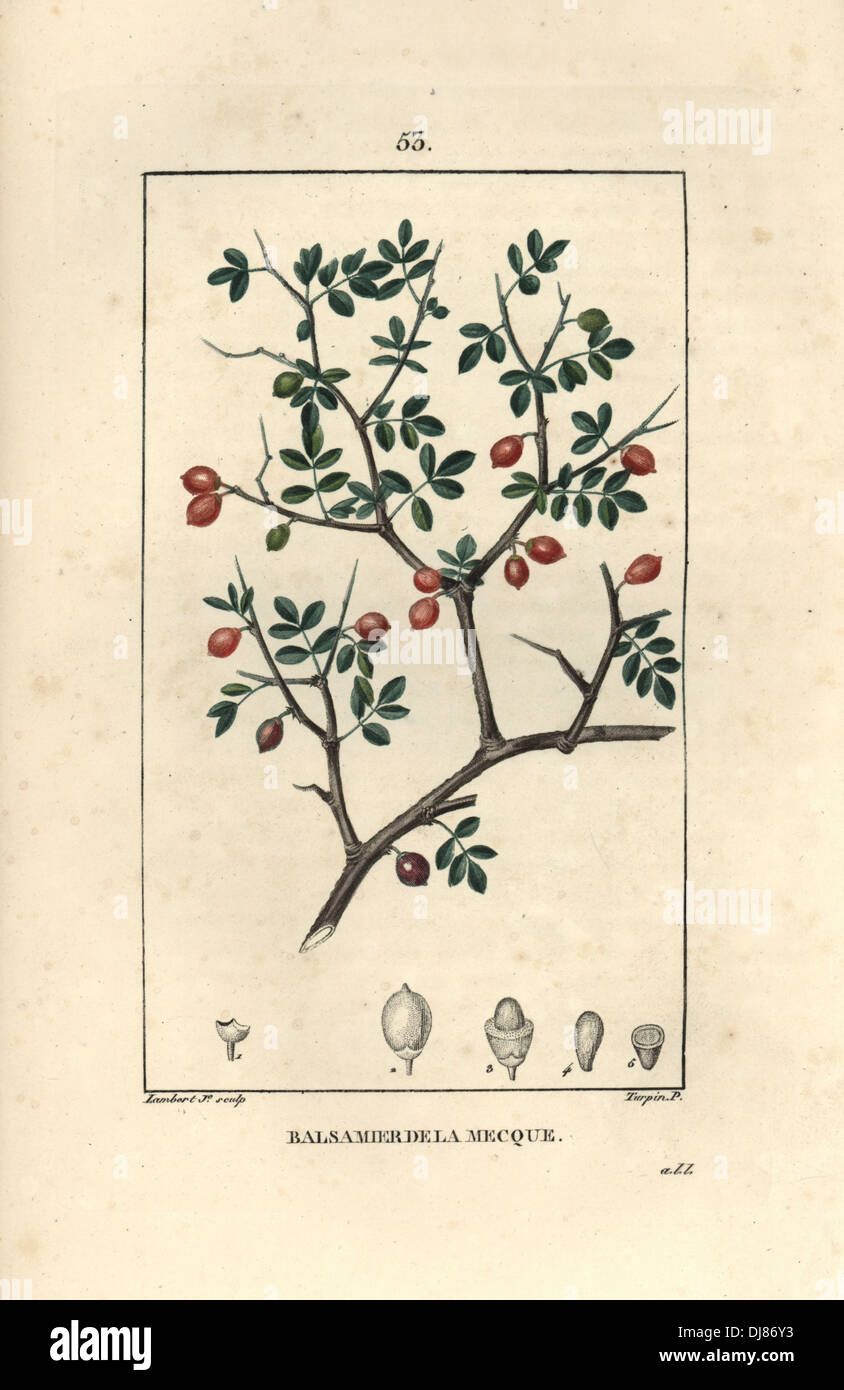 Balm or balsam of Gilead, Commiphora gileadensis. Stock Photo