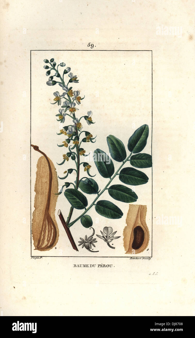 Peruvian balsam tree, Myroxylon balsamum. Stock Photo