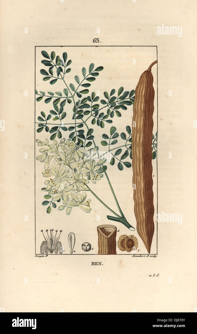 Drumstick tree or horseradish tree, Moringa oleifera Stock Photo Alamy