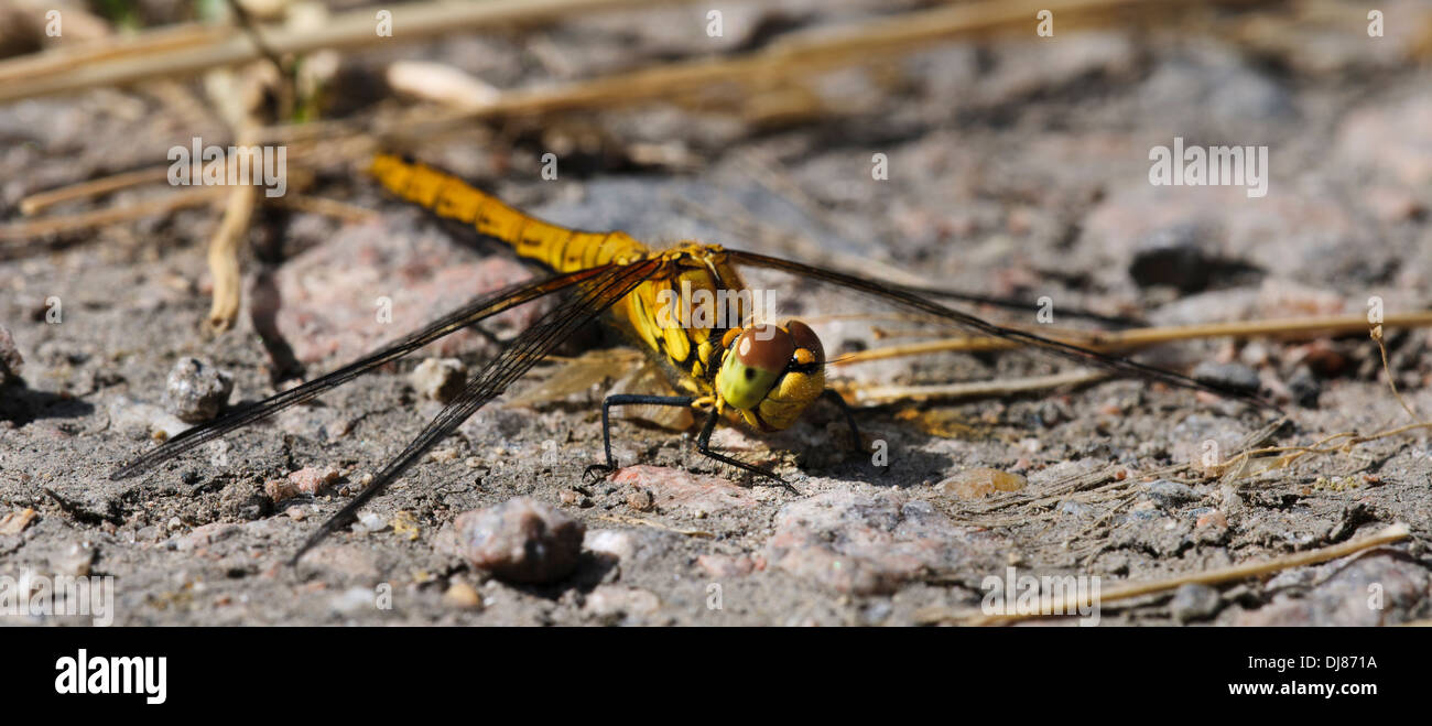 A female ruddy darter dragonfly (Sympetrum sanguineum) perched on dry sandy soil at Elmley National Nature Reserve Stock Photo